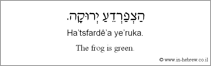 English to Hebrew: The frog is green.
