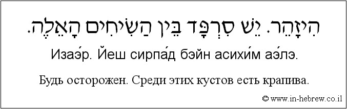 Иврит и русский: Будь осторожен. Среди этих кустов есть крапива.