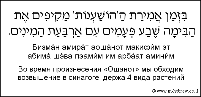 Иврит и русский: Bо время произнесения «Ошанот» мы обходим возвышение в синагоге, держа 4 вида растений