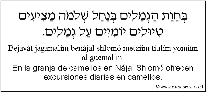 Español y hebreo: En la granja de camellos en Nájal Shlomó ofrecen excursiones diarias en camellos.